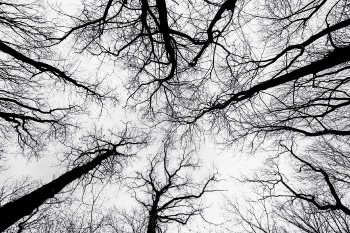 Looking up at tree canopy black and white.